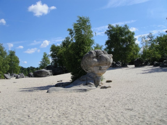  枫丹白露森林景观 